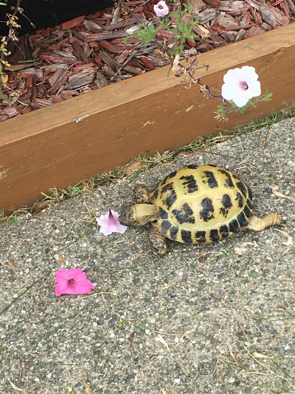 Sheldon snacking on some flowers.