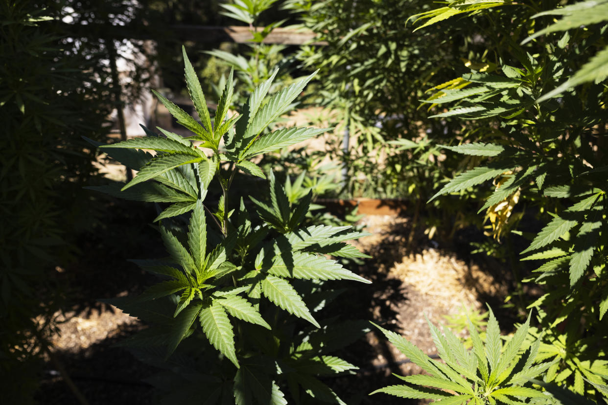 Cannabis plants grow in Humboldt County, Calif., where cultivators operate their own fire truck to contend with the region's fire risk. (John Brecher / for NBC News)