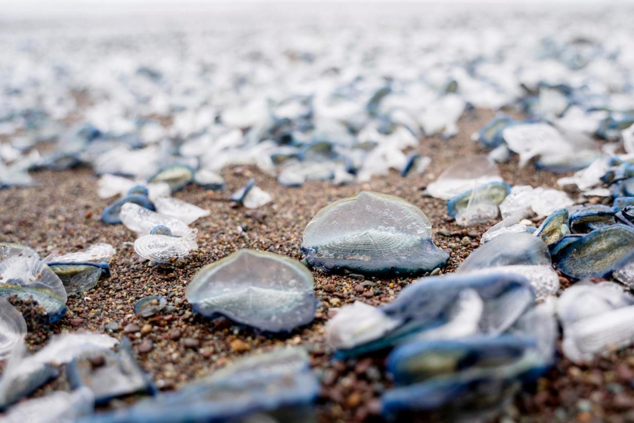 <span>Tiny ocean creatures called <em>Velella velella</em>, or by-the-wind sailors, wash up on the beach in Marin county, California.</span><span>Photograph: Liu Guanguan/China News Service/VCG via Getty Images</span>
