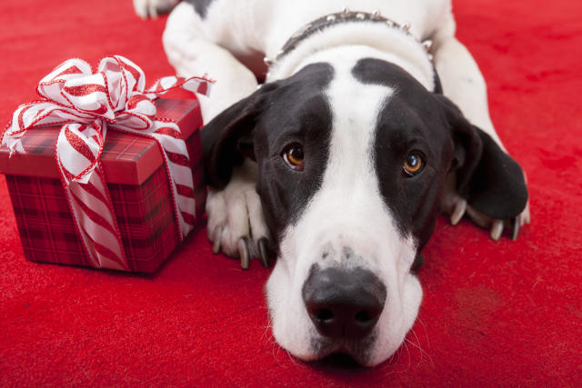 The Best Holiday Gift Ideas for Dog and Cat Lovers