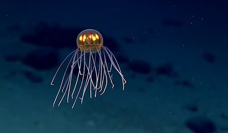 Scientists Just Spotted This Alien Jellyfish Creature in the Mariana Trench