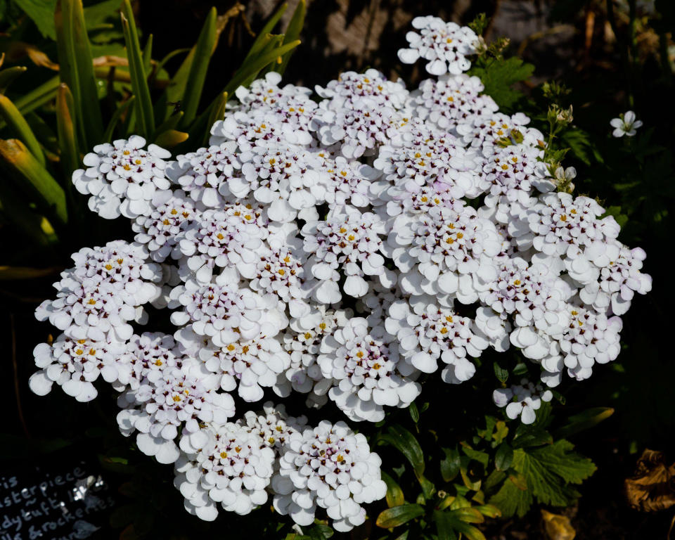 <p> <strong>Hardiness:</strong> USDA 7b/8a </p> <p> <strong>Height:</strong> 12in (30cm) </p> <p> <strong>Best for:</strong> white flowers  </p> <p> Iberis ‘Masterpiece’ is a large-flowered cultivar of perennial candytuft with a woody base that makes a low, evergreen mound of dainty, bright green leaves.  </p> <p> During spring and summer, these plants are smothered by generous clusters of white flowers with yellow stamens. They are sun-lovers that thrive best in poor, well-drained soil, and they benefit from a light trim after flowering to help keep growth compact. </p>