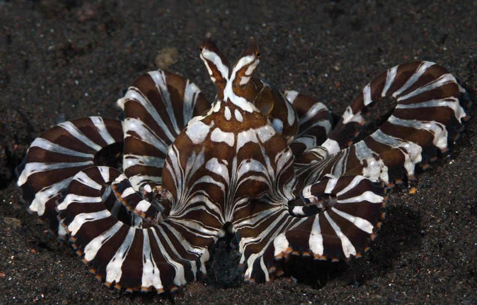 wunderpus