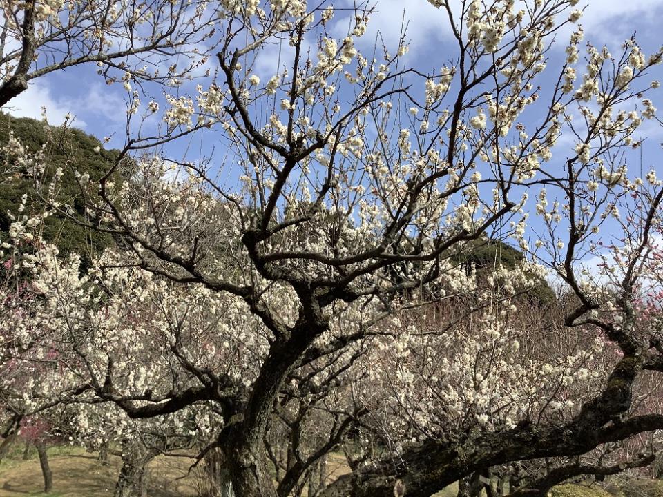 小石川植物園白梅也滿開，沒有櫻花盛開時的鬧意，但清香撲鼻   圖:劉黎兒攝影