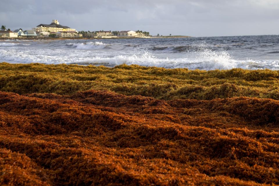 FILE - Seaweed covers the Atlantic shore in Frigate Bay, St. Kitts and Nevis, Aug. 3, 2022. On shore, sargassum is a nuisance — carpeting beaches and releasing a pungent smell as it decays. For hotels and resorts, clearing the stuff off beaches can amount to a round-the-clock operation. (AP Photo/Ricardo Mazalan, File)