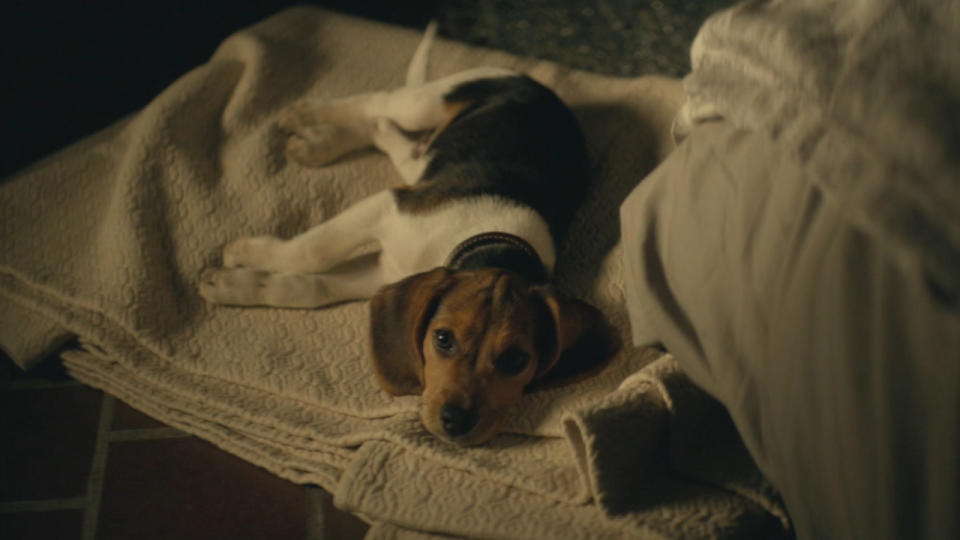 Daisy the beagle looks up with puppy eyes while lying on the floor in John Wick.