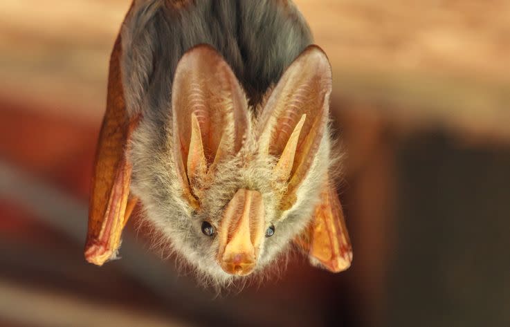 Bats have incredible hearing.