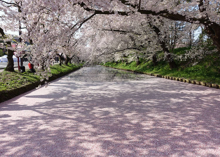 知名賞櫻景點弘前城附近　照片提供：弘前公園總合情報站