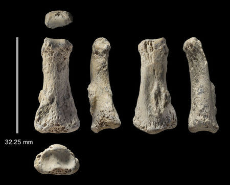 The single fossil finger bone of Homo sapiens - pictured from various angles - from the Al Wusta site, Saudi Arabia is pictured in this undated handout composite photo obtained by Reuters April 9, 2018. Ian Cartwright/Handout via REUTERS