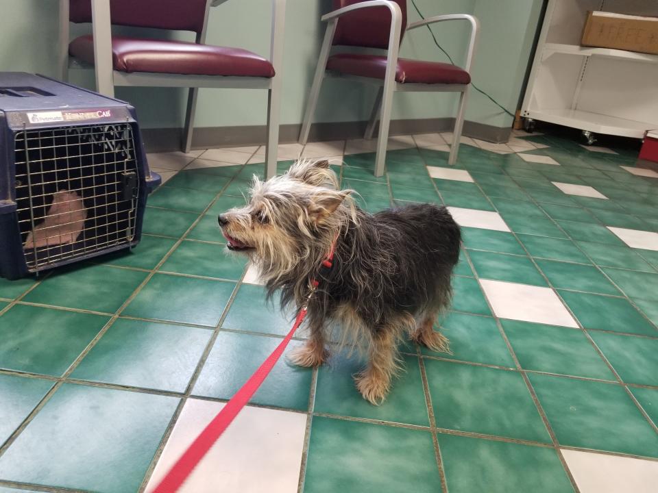 Bailey waits for his appointment at the Canisteo Veterinary Hospital, which is now operating under the ownership of Ami, Ruel Maloco and Noell Maloco. Veterinarian Grant Seaman will continue seeing patients through 2024.