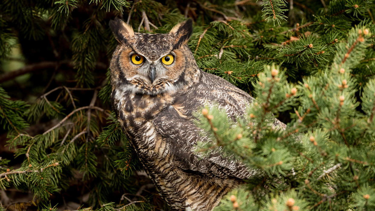 Great horned owl