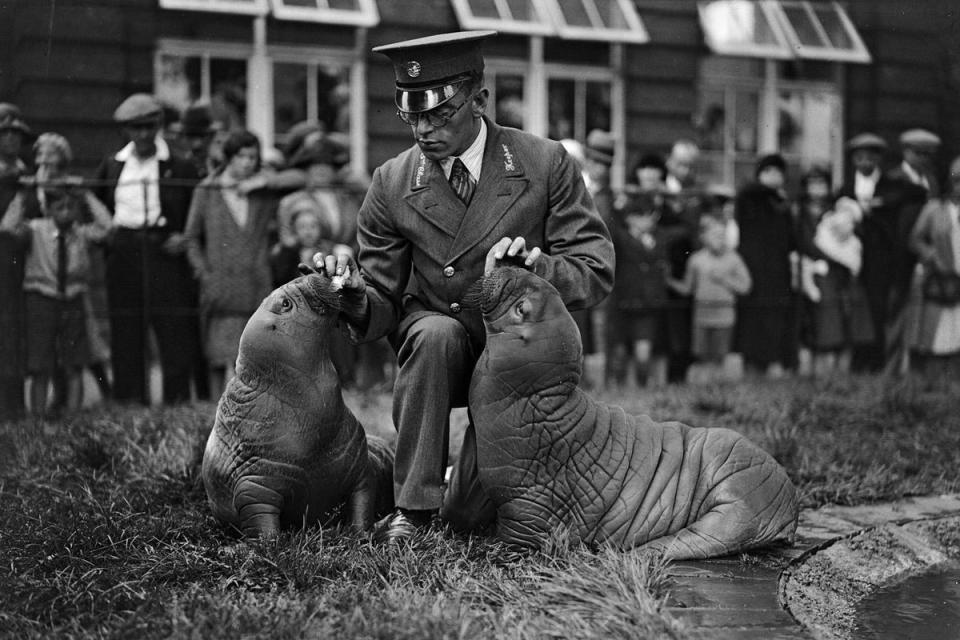 1931: Lunch break: A zookeeper at London Zoo feeds the baby sea lions (Fox Photos/Getty Images)