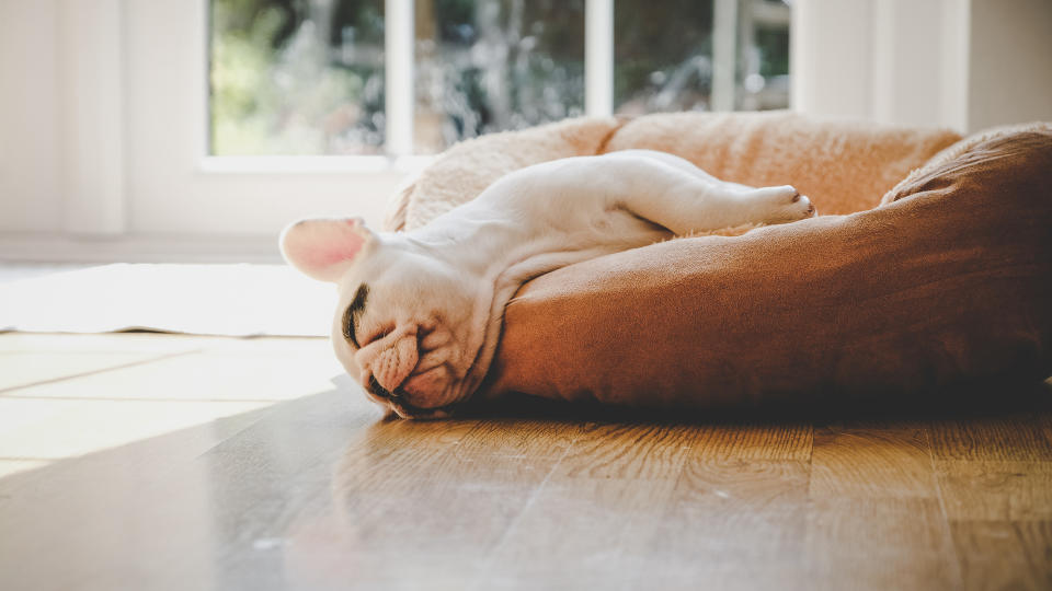 Bulldog puppy fast asleep