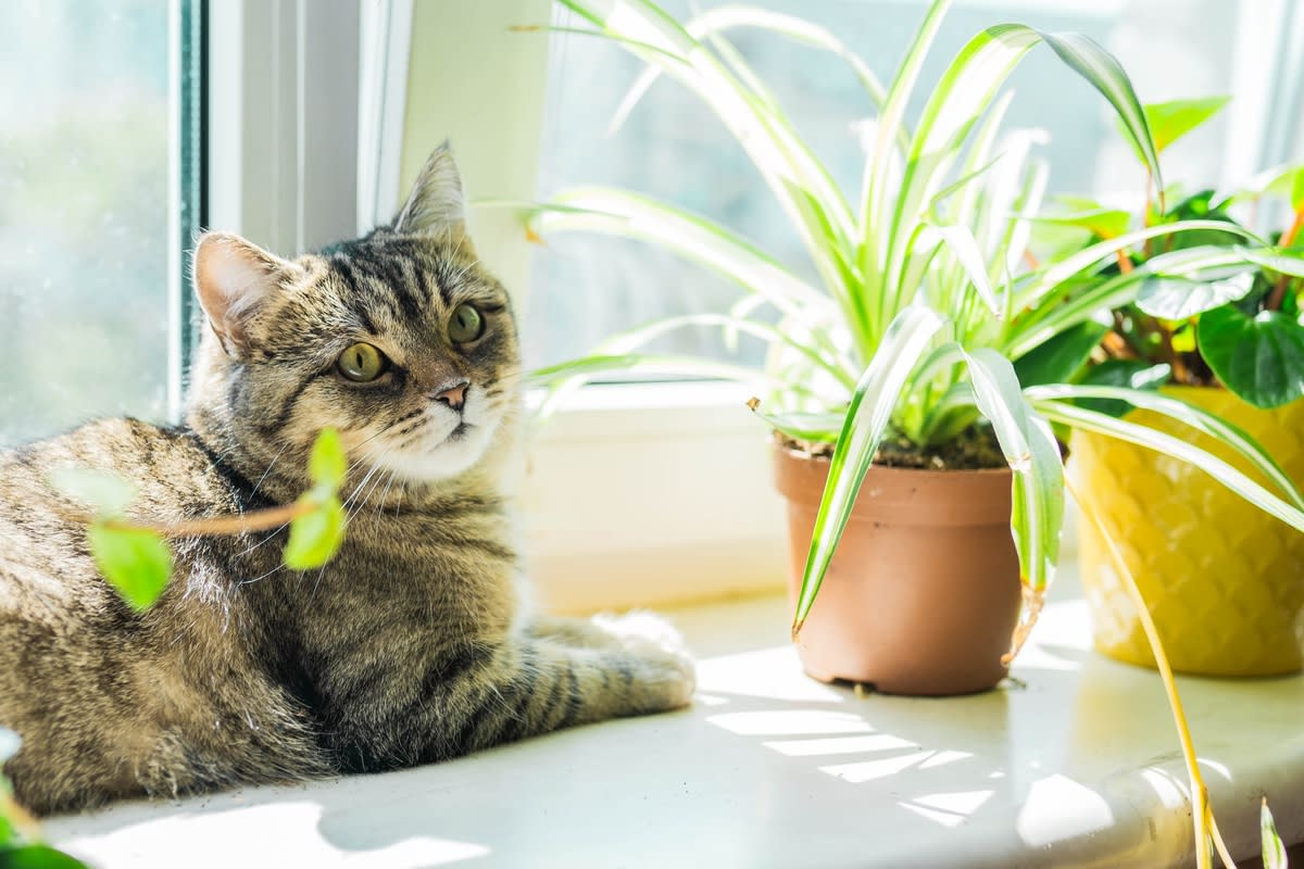 A tabby cat sunning next to some houseplants<p>ArtCreationsDesignPhoto via Shutterstock</p>