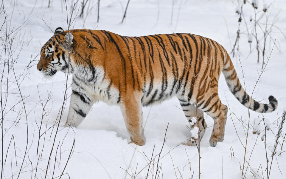 A Siberian tiger roams through its winter outdoor enclosure at Eberswalde Zoo on Feb. 9, 2021.  / Credit: Patrick Pleul/picture alliance via Getty Images