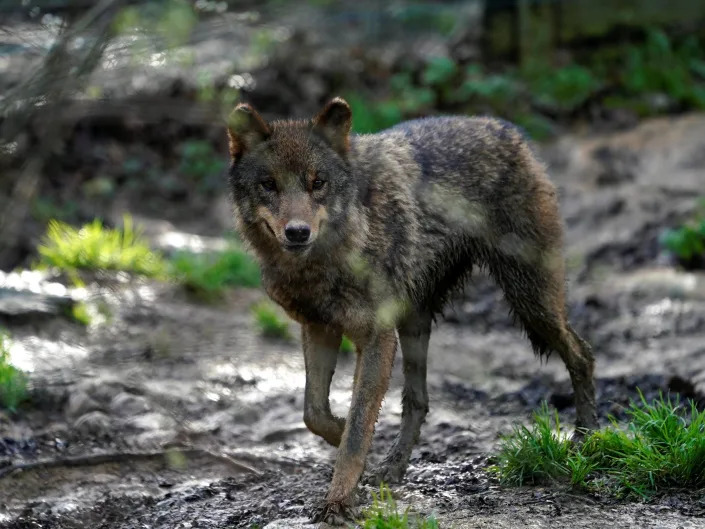 grey brown iberian wolf with rounded ears walks through forest