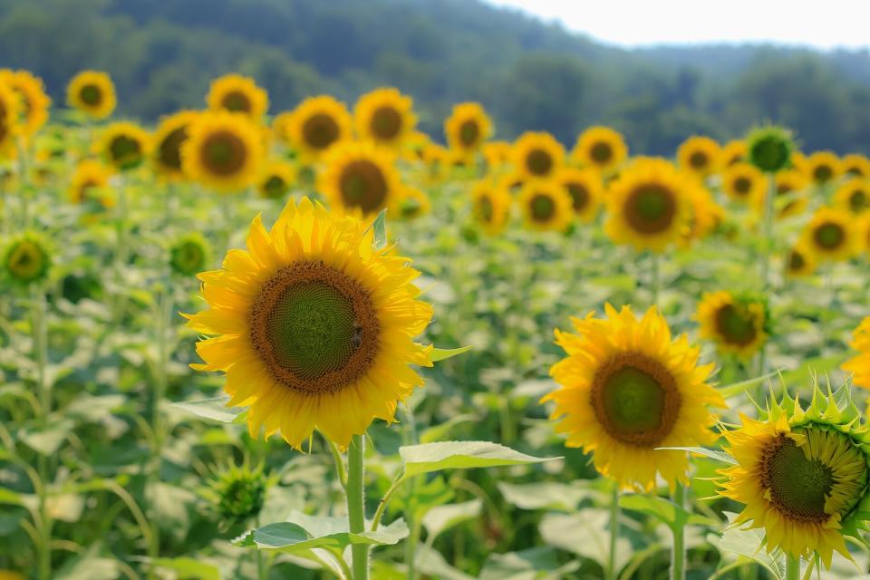 The Biltmore in Asheville, North Carolina has a field of sunflowers in bloom