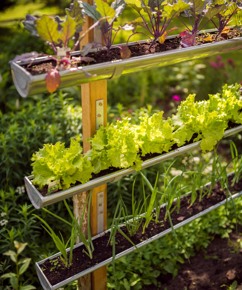 <p> Not all crops need lots of soil in order to survive and thrive. Many herbs and even lettuces will grow perfectly well in narrow and shallow troughs. We really like this DIY idea where old guttering has been repurposed as an ultra-slim vertical garden. You can also use old plastic bottles or even tree bark.  </p>