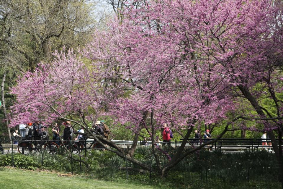 Central Park has seen an uptick in robberies so far this year. G.N.Miller/NYPost