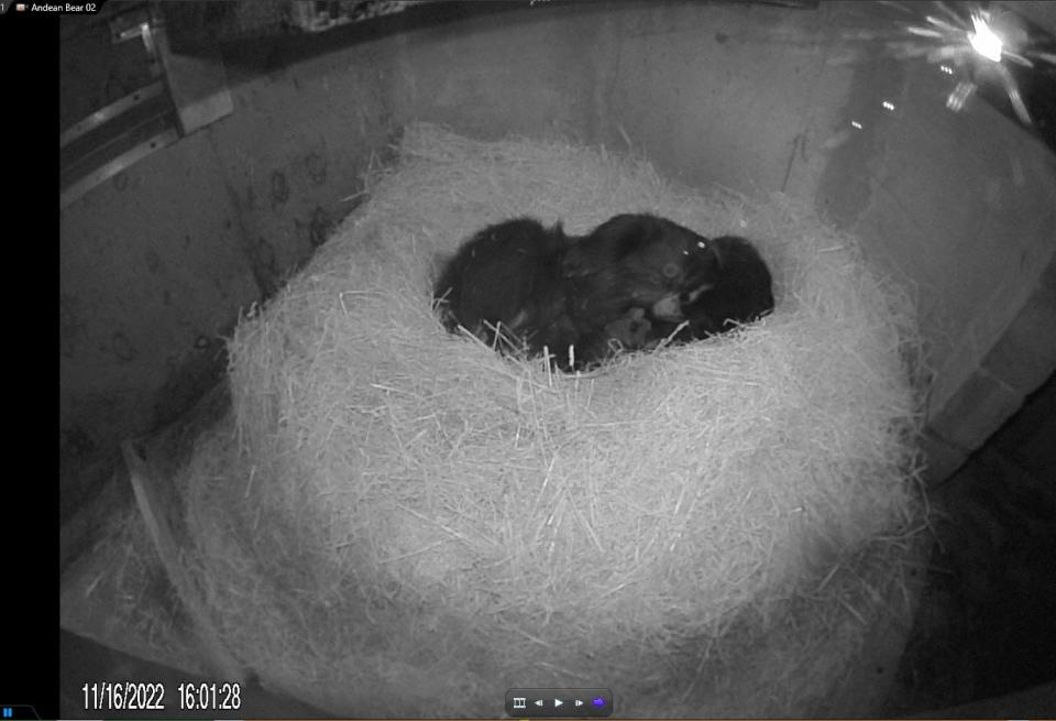 Andean bear Brienne with her two cubs following their birth on Nov. 15.