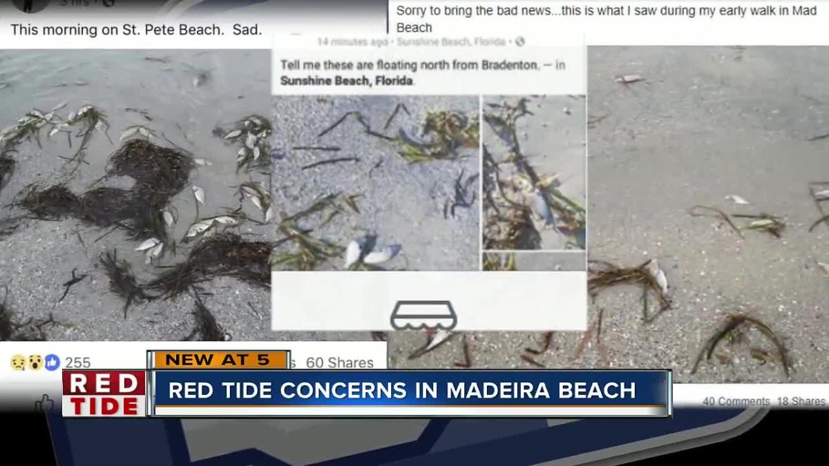 Red tide concerns in Madeira Beach