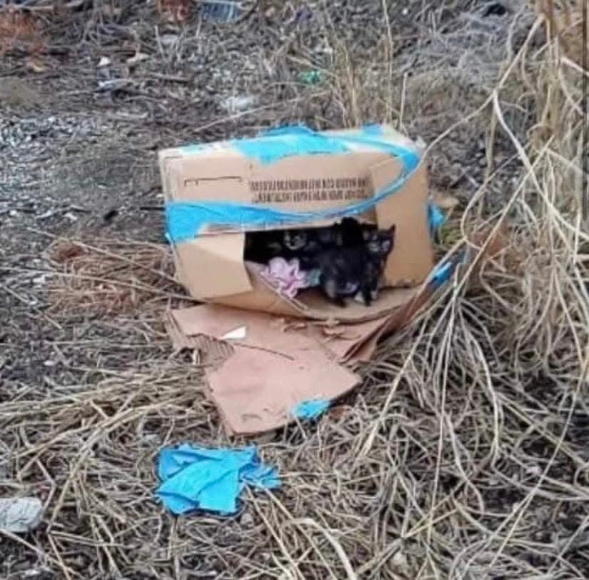 The kittens were found in a taped-up box on Covington train tracks in early December.