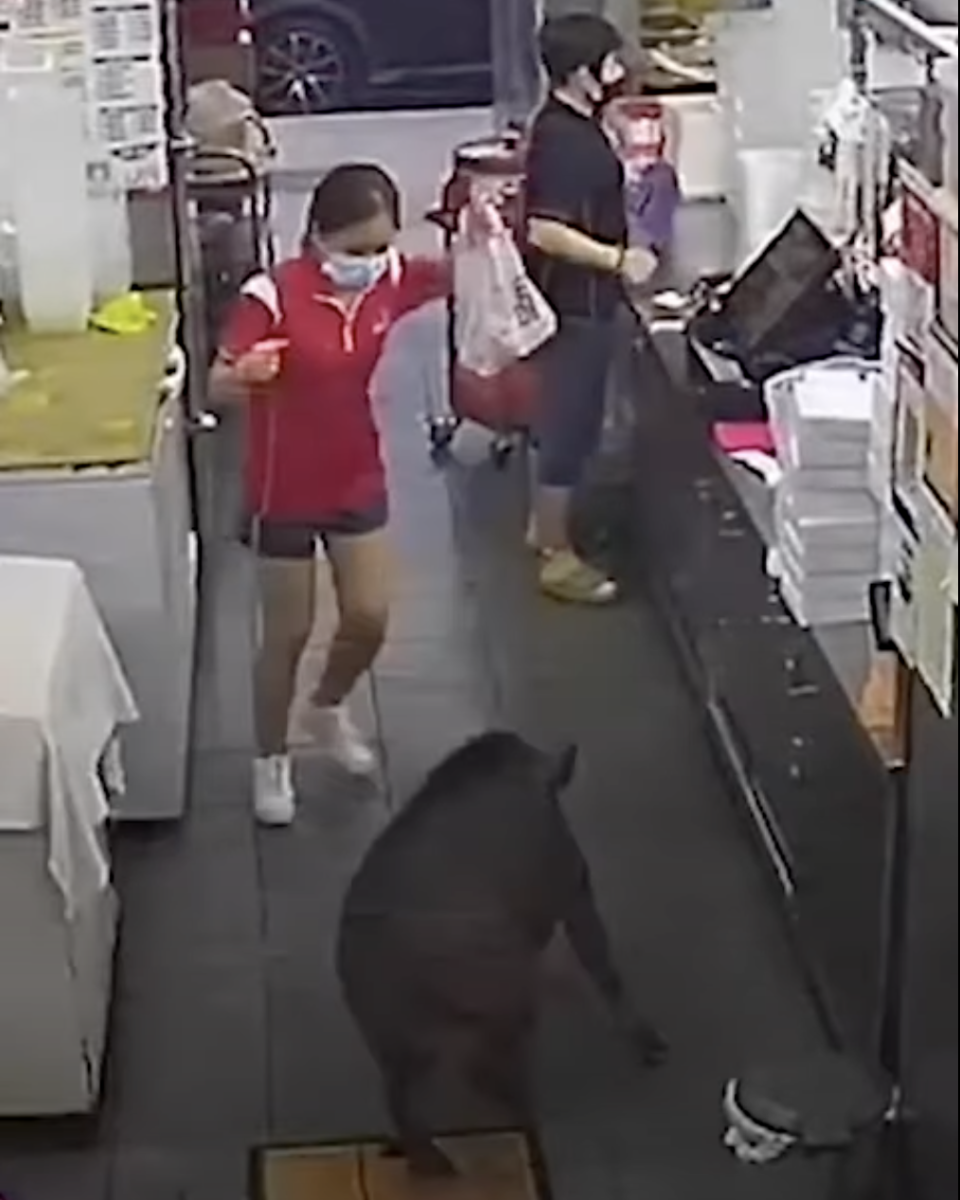 Wild boar in a coffeeshop in Yishun, Singapore on 9 March 2022 caught on CCTV camera footage.