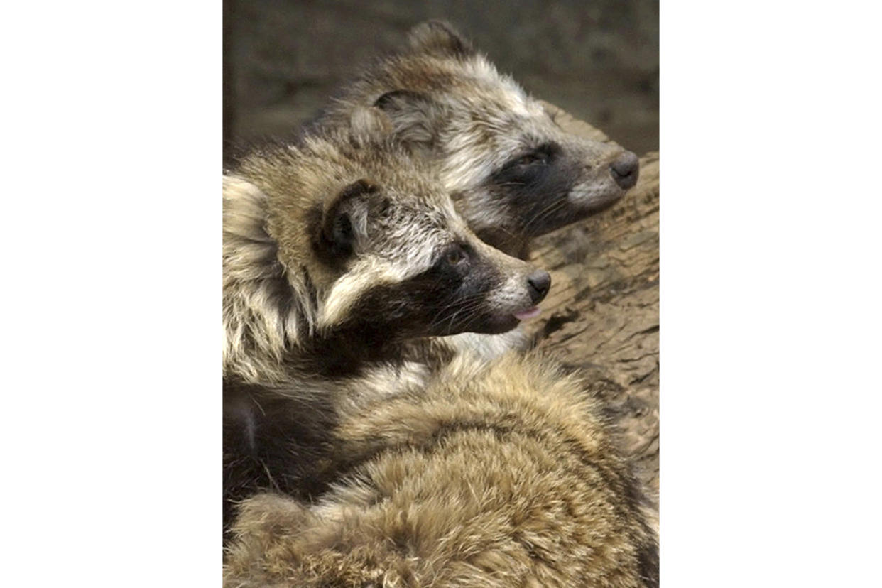 FILE - Raccoon dogs are seen at a cage in Tokyo's Ueno zoo Saturday, May 24, 2003. International scientists who examined previously unavailable genetic data from samples collected at a market close to where the first human cases of COVID-19 were detected in China said they found suggestions the pandemic originated from animals, not a lab. Other experts have not yet verified their analysis, which also has not appeared so far in a peer-reviewed journal. (AP Photo/Chika Tsukumo, File)