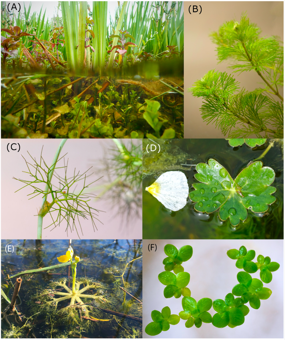 Ejemplos de plantas de agua dulce que reflejan sus adaptaciones a la vida acuática. <a href="https://www.cell.com/trends/plant-science/fulltext/S1360-1385(22)00336-3" rel="nofollow noopener" target="_blank" data-ylk="slk:Yingji Pan, Jorge García-Girón, Lars Lønsmann Iversen;elm:context_link;itc:0;sec:content-canvas" class="link ">Yingji Pan, Jorge García-Girón, Lars Lønsmann Iversen</a>, Author provided