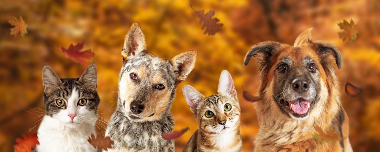 Enjoy all things autumnal while keeping your pets safe this fall season.