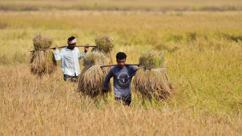 Farmers carries paddy on their shoulder after harvest in a field in Nagaon District of Assam, India on November 21, 2023. - Anuwar Hazarika/NurPhoto/Getty Images
