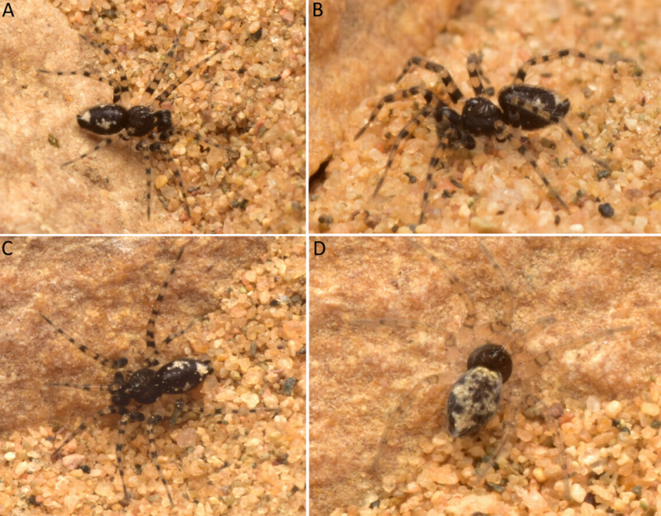 Several males (A, B, C) and a female (D) Oecobius thar, or Thar Desert wall spider.