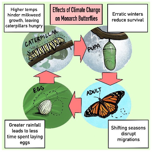 An illustration from the U.S. Geological Survey shows the impacts of climate change on the monarch butterfly.