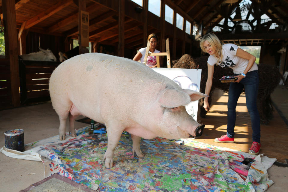 Pigcasso, a rescued pig, stands in front of the canvas she painted at the Farm Sanctuary in Franschhoek, outside Cape Town, South Africa. (Photo: Sumaya Hisham/Reuters)