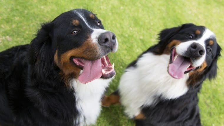 American Kennel Club Announces Top Dog Names of 2022