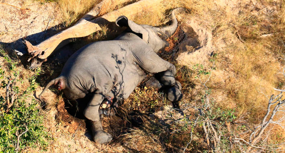 A dead elephant in the bush in Botswana.