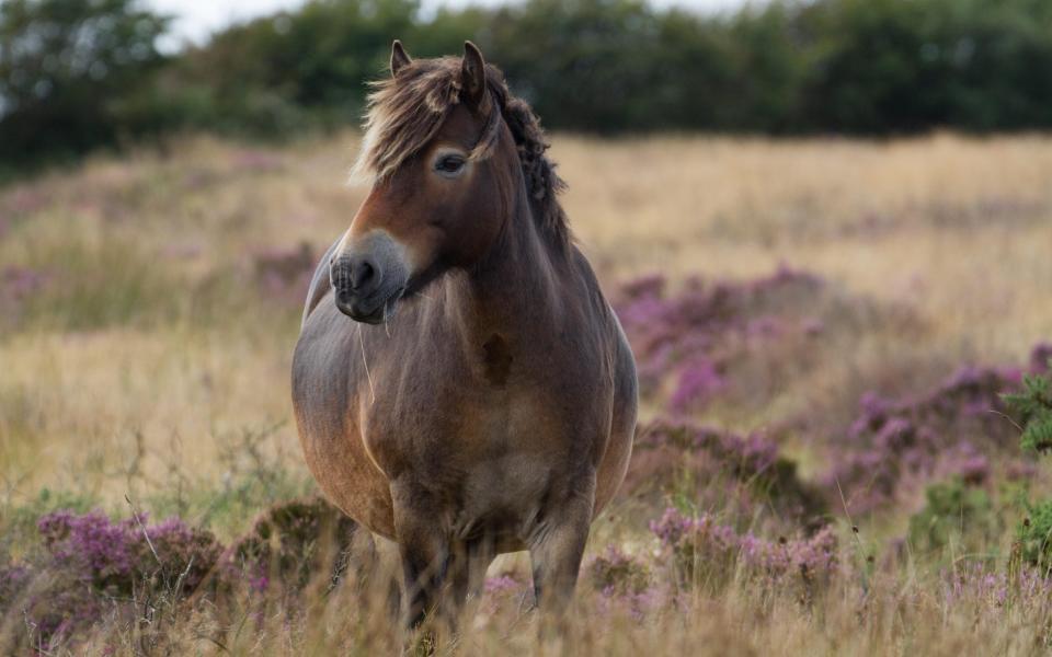 Exmoor pony - West Coast Images / Alamy Stock Photo