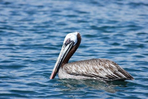 A pelican drifts on the current in Galapagos - Credit: GAVIN HAINES