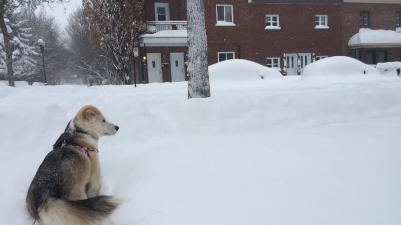 Your photos of Montreal buried under mountain of snow