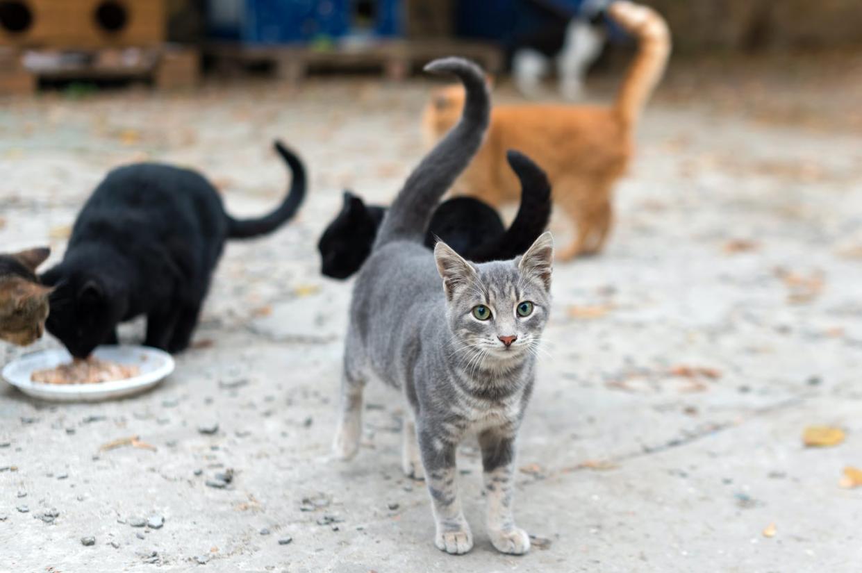   <span class="attribution"><a class="link " href="https://www.shutterstock.com/es/image-photo/stray-cats-eating-on-street-group-1852585498" rel="nofollow noopener" target="_blank" data-ylk="slk:IMG Stock Studio / Shutterstock;elm:context_link;itc:0;sec:content-canvas">IMG Stock Studio / Shutterstock</a></span>