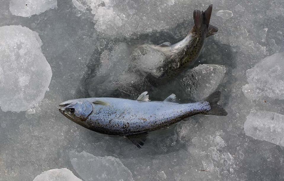 冰雪王國華川山鱒魚節（Photo by Chung Sung-Jun, Image Source : Getty Editorial）