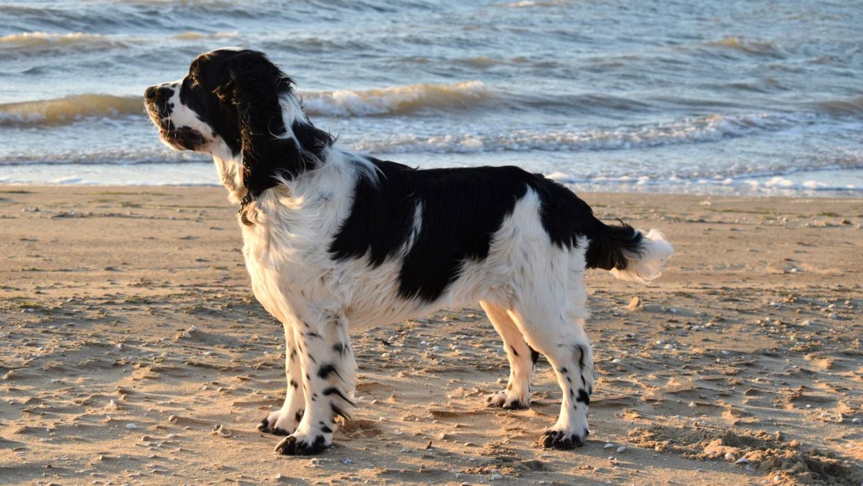  clicker training  spaniel 