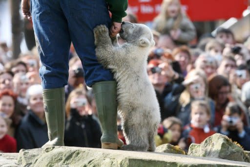 Knut, when he was four-months-old, plays with a minder in his enclosure as visitors watch at Berlin's Zoologischer Garten zoo in 2007. Twice-daily appearances allowed the public to watch Knut splash in a pond, jump on rocks and play with his handler, who had carefully removed the newborn from his aggressive mother's cage