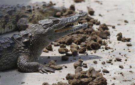 Crocodiles feed on vegetarian pellets inside a pen at Nyanyana Crocodile Farm in Kariba, in this picture taken April 2, 2014. REUTERS/Philimon Bulawayo