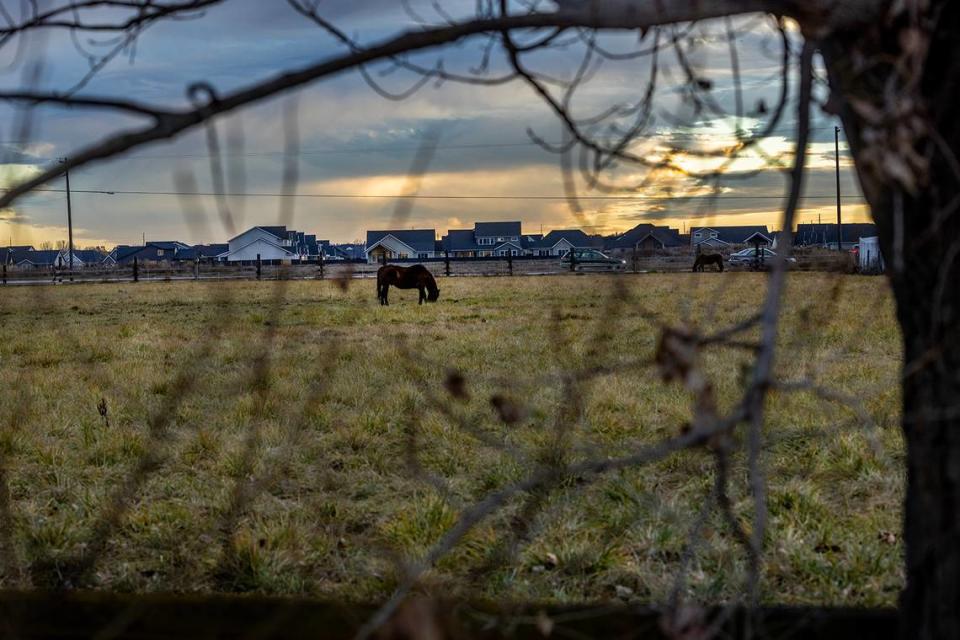 A horse grazes next to a new housing development in Eagle.