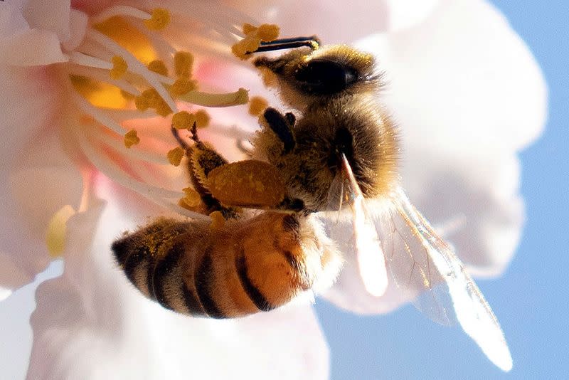 FILE PHOTO: A bee sits on a flower budding from an almond tree, which rely on natural pollinators for fertilization in an Almonds grove in Tel Arad