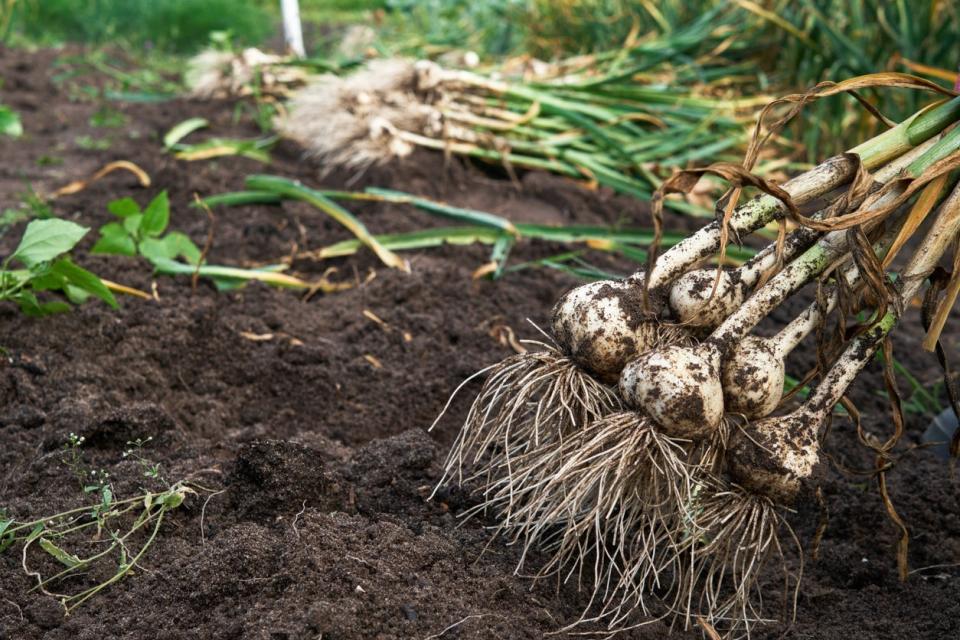 A bunch of garlic just harvested from the soil 