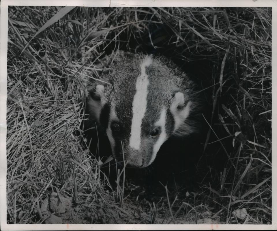 A badger, shown in this 1955 Milwaukee Journal photo, spends a lot of its time underground, sort of an unusual trait for an animal that's a state symbol.