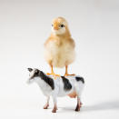 <p>A chick stnds proudly on a cow. (Photos: Alexandra C. Daley-Clark/sillychickens.com) </p>