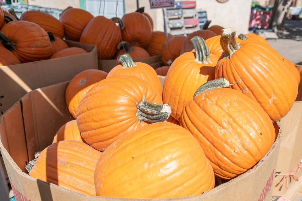 Pumpkins of all sizes and shapes are available at Musso Farms.